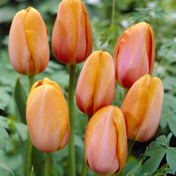 Lalele Dordogne (Tulips Dordogne)
