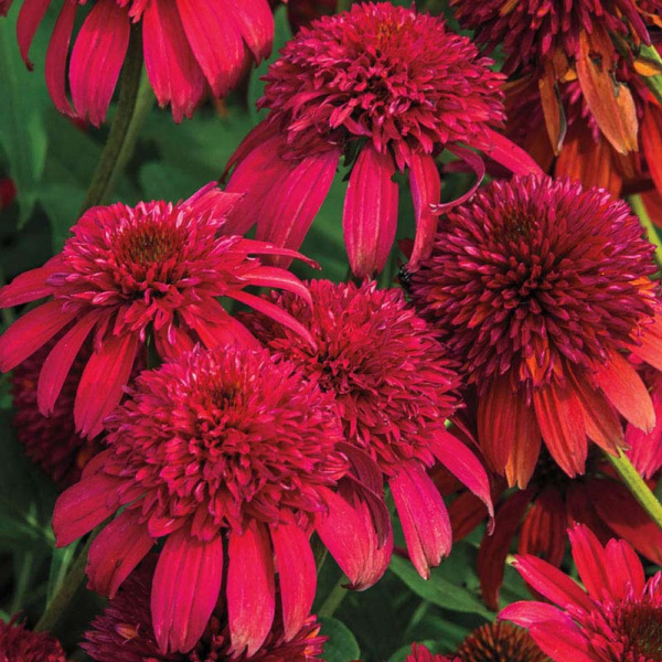 Echinacea p Sombrero Double Cranberry