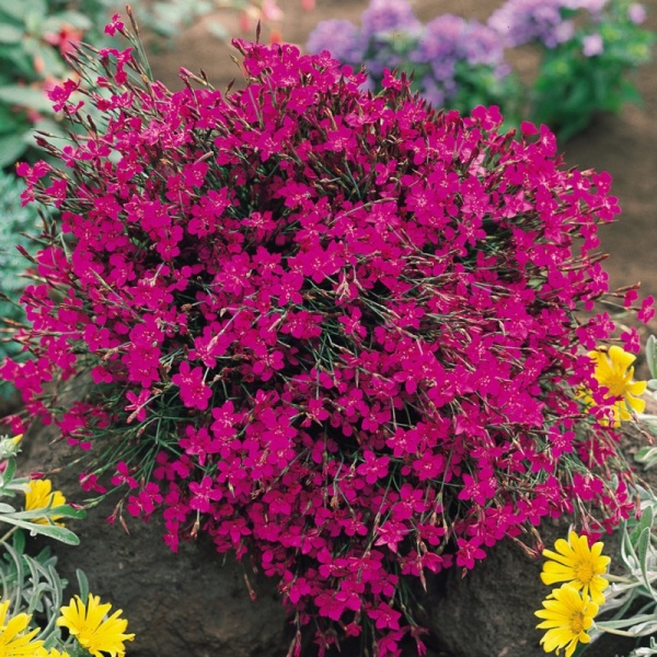 Garofite (Dianthus brilliant)