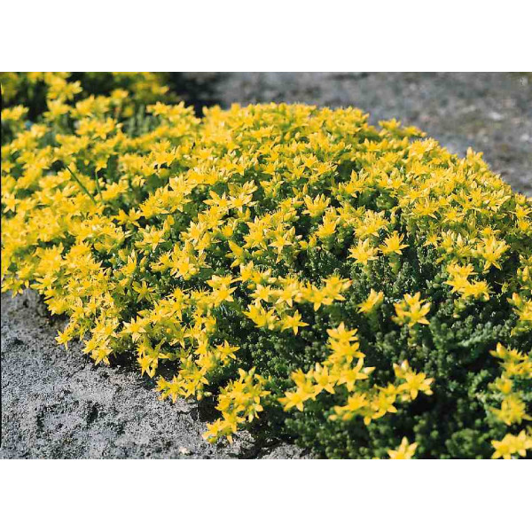 Iarba de soaldina (Sedum acre) ghiveci 2 l