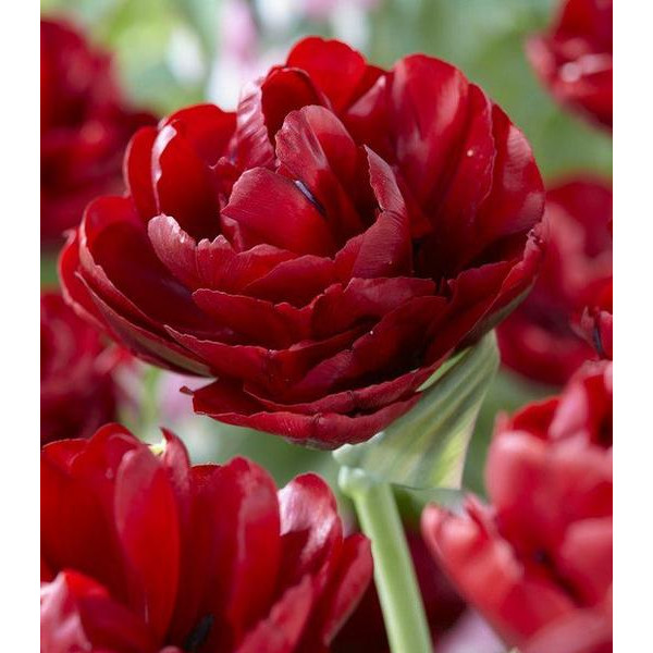 Lalele Red baby doll (Tulips Red baby doll)