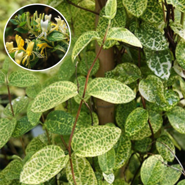 Mana Maicii Domnului (Lonicera jap. Aureoreticulata) ghiveci