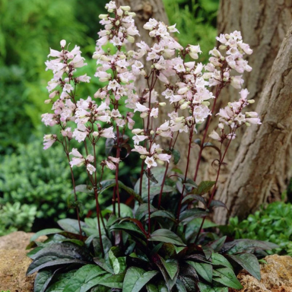 Penstemon (Penstemon digitalis husker red)