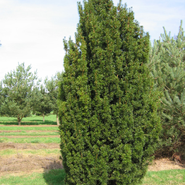 Tisa columnara (Taxus bac. 'Fastigiata Robusta ')