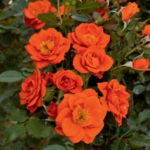Trandafir pitic portocaliu (Rosa miniature Orange)