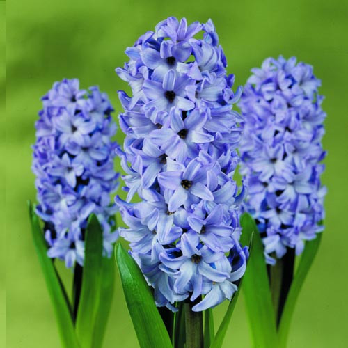 Zambile Delfts blue (Hyacinthus Delfts blue)