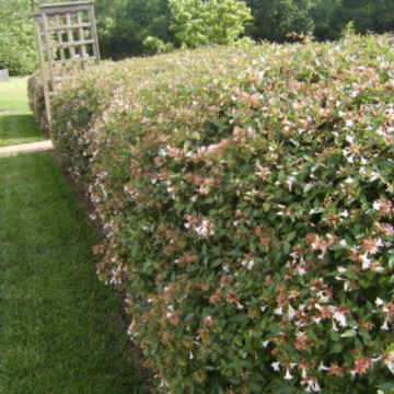 Abelia grandiflora, arbust ornamental, flori alb, roz - Img 3