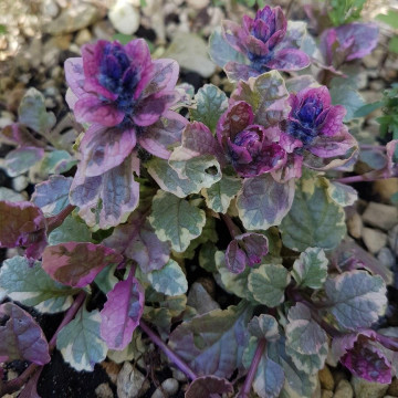 Ajuga (Ajuga reptans Variegata)