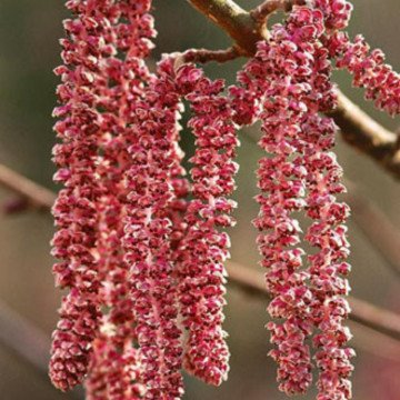 Alun rosu (Corylus maxima Purpurea), planta gard viu, planta fructifera, frunzis rosu - Img 7