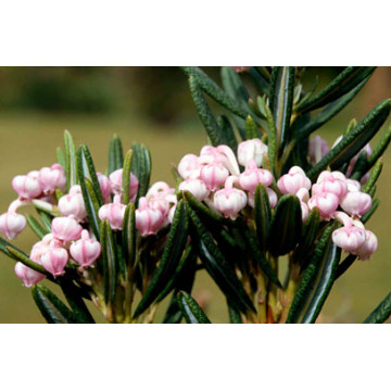 Andromeda (Andromeda polifolia 'Compacta'), vesnic verde, arbust ornamental - Img 2