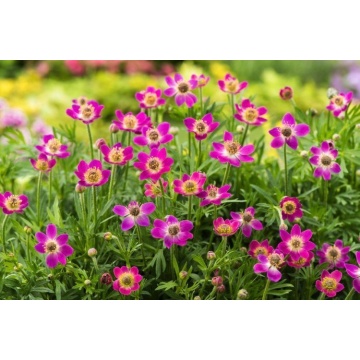 Anemone hupehensis Deep Rose - Img 2