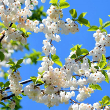Arbore de ghiocei (Halesia carolina) ghiveci 2 l, arbust ornamental, planta parfumata, flori alb