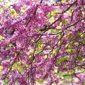 Arborele de Iudeea (Cercis siliquastrum), arbore ornamental, flori roz - Img 2