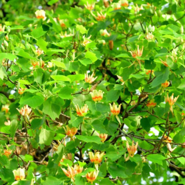 Arborele de lalea (Liriodendron tulipifera) 130-150 cm, arbore ornamental, flori galbene - Img 4