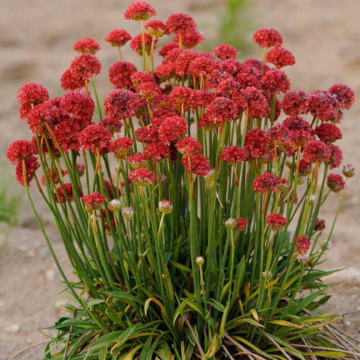 Armeria (Armeria pseudarmeria Ballerina Red), vesnic verde, planta perena, flori rosu - Img 2