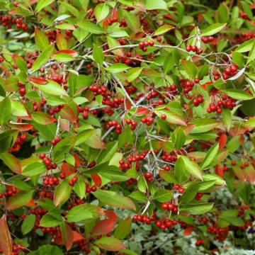 Aronia Briliant (Aronia arbutifolia Brilliant), planta gard viu, arbust fructifer, planta medicinala - Img 2
