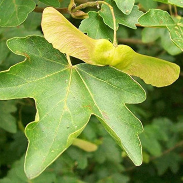 Artar de camp (Acer campestre), planta gard viu, arbore ornamental, planta melifera - Img 2
