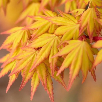 Artar japonez portocaliu (Acer palmatum Orange Dream), arbust ornamental, gradina japoneza, frunzis galben - Img 1