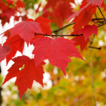Artar rosu (Acer rubrum) 60-90 cm, arbore ornamental, frunzis verde-rosu