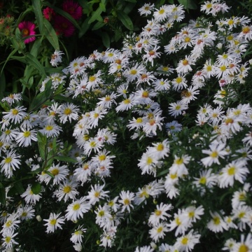 ASTER KRISTINA - STELUTE DE TOAMNA, planta perena, flori alb - Img 3