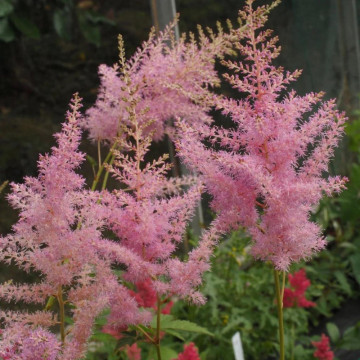 Astilbe Amerika, planta perena - Img 3