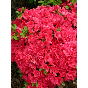 Azalee (Rhododendron Canzonetta), vesnic verde, planta cu flori, flori roz - Img 2