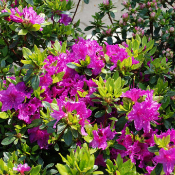 Azalee violet (Rhododendron Konigstein), vesnic verde, arbust ornamental