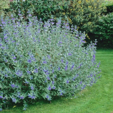 Barbă albastră (Caryopteris cland heavenly blue), arbust ornamental, planta melifera - Img 3