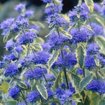Barba Imparatului (Caryopteris × clandonensis Summer Sorbet), arbust ornamental, planta parfumata, flori mov