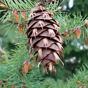 Brad douglas (Pseudotsuga menziesii) 30-50 cm - Img 2
