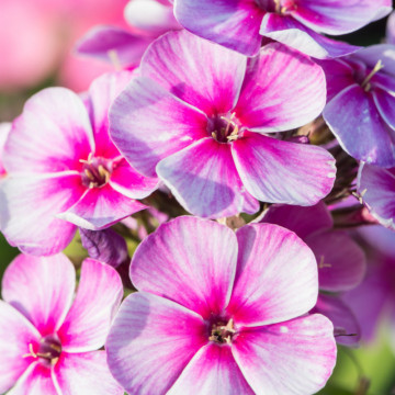 Brumarele (Phlox Neon flare blue), planta perena, planta parfumata, flori albastru