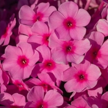 Brumarele (Phlox paniculata Famous Pink), planta perena, planta parfumata, flori roz - Img 2