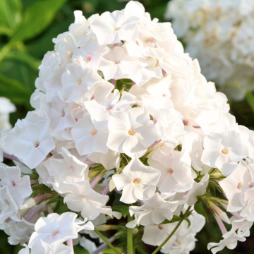 Brumarele (Phlox paniculata Famous White), planta perena, planta parfumata, flori alb