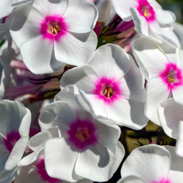 Brumarele, phlox (Phlox paniculata Flame White Eye), planta perena, planta parfumata, flori alb - roz