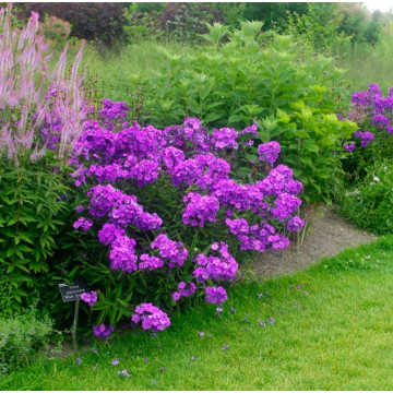 Brumarele (Phlox 'Roberta'), planta perena, planta parfumata, flori mov - Img 2