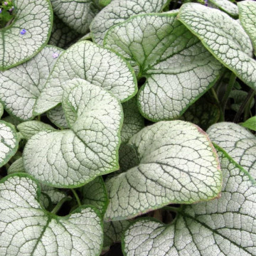 Brunnera macr. Silver heart, planta acoperitoare de sol - Img 3