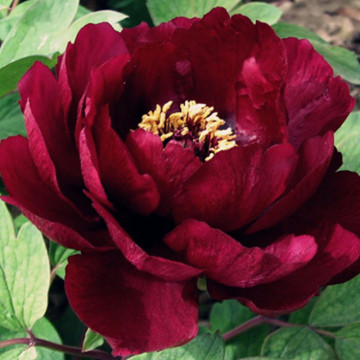 Bujor arbustiv (Paeonia suffruticosa black), arbust ornamental, planta parfumata, flori negru