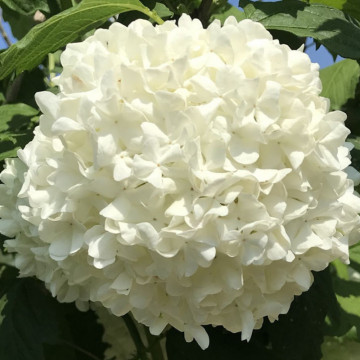 Bulgaras de zapada (Viburnum opulus Roseum) 30-50 cm