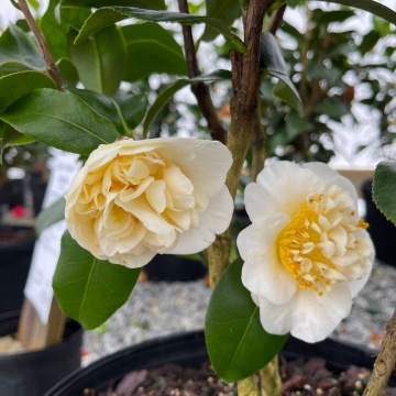 Camelie (Camellia Wil. Jury's Yellow) - Img 2