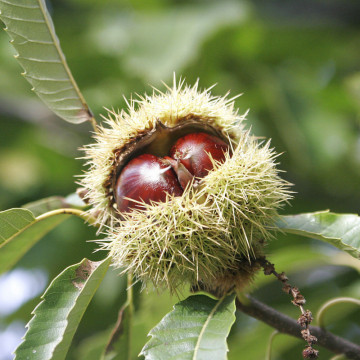 Castan comestibil (Castanea sativa), planta fructifera