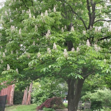 Castan salbatic (Aesculus hippocastanum), arbore ornamental, perdea forestiera, planta melifera - Img 3