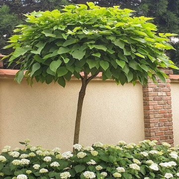 Catalpa glob (Catalpa bignonioides Nana), arbust ornamental, planta melifera, flori alb - Img 3