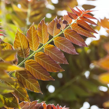 Cenuser ( Ailanthus altissima), arbore ornamental - Img 2