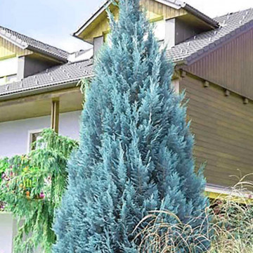 Chiparos albastru (Chamaecyparis law. Van Pelts Blue), planta gard viu, vesnic verde, frunzis albastru - Img 2