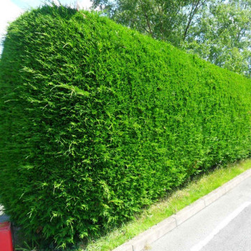 Chiparos leyland (Cupressocyparis leylandii) 20-30 cm, planta gard viu, vesnic verde