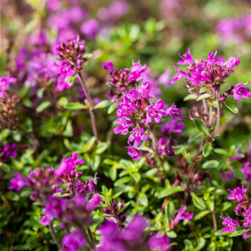 Cimbrisor rosu (Thymus praecox Red Carpet), vesnic verde, planta acoperitoare de sol, planta aromatica - Img 2