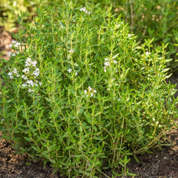 Cimbru alb (Thymus vulgaris White), planta acoperitoare de sol, planta aromatica, planta medicinala - Img 3