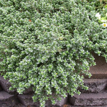 Cimbru argintiu (Thymus Silver Queen) ghiveci 2 l, planta acoperitoare de sol, planta aromatica, planta medicinala