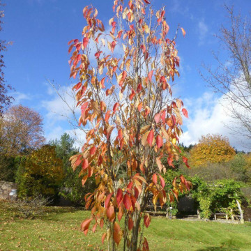 Cires japonez pitic (Prunus serrulata Amanogawa), arbore ornamental, gradina japoneza, flori roz - Img 3
