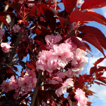 Cires japonez (Prunus Serrulata Royal Burgundy), arbore ornamental, gradina japoneza, flori roz - Img 2
